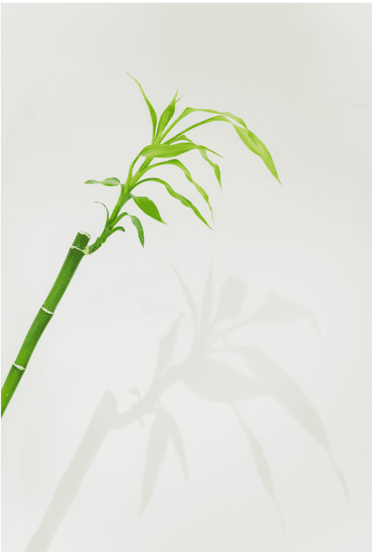 bamboo image